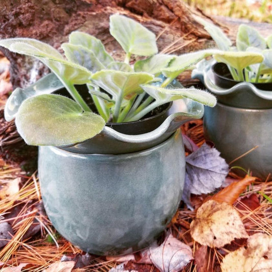 African Violet Pot